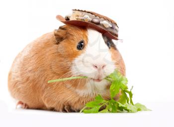 Royalty Free Photo of a Guinea Pig in a Funny Hat Eating Parsley
