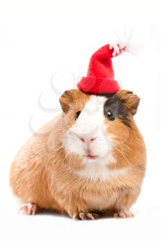 Royalty Free Photo of a Guinea Pig in a Funny Hat