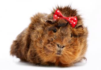 Royalty Free Photo of a Guinea Pig Wearing a Bow