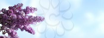 abstract banner with lilacs flowers. Spring backgrounds