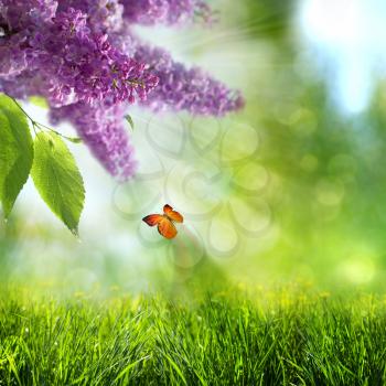abstract summer backgrounds with lilacs flowers and butterfly