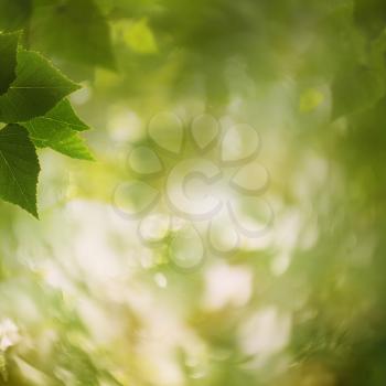 Royalty Free Photo of Leaves and a Bokeh Background