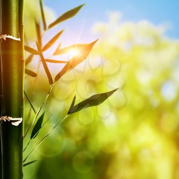 Bamboo grass against abstract natural backgrounds