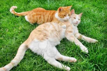 Royalty Free Photo of Two Cats Playing
