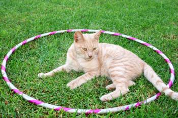 Royalty Free Photo of a Cat Sitting in a Hoola Hoop