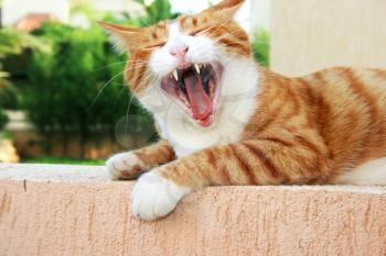 Royalty Free Photo of a Cat Yawning