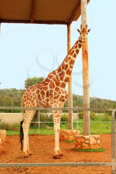 Royalty Free Photo of a Giraffe