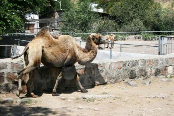 Royalty Free Photo of a Camel in Captivity