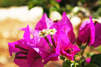 Royalty Free Photo of Bougainvillea Flowers 