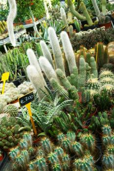 Royalty Free Photo of a Bunch of Cactus Plants