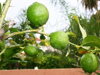 Royalty Free Photo of Lemons in a Tree