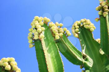 Royalty Free Photo of a Cactus Tree