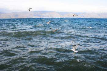 Royalty Free Photo of Seagulls over Lake Sevan