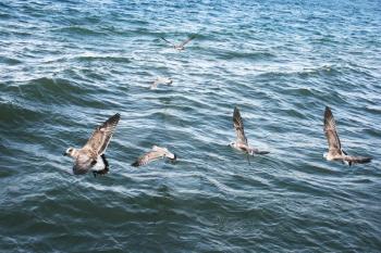 Royalty Free Photo of Seagulls on Lake Sevan