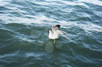 Royalty Free Photo of a Seagull on Lake Sevan