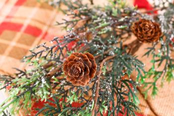 Christmas tree branch with cones closeup image.