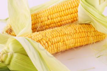 Corn cobs isolated on gray background.