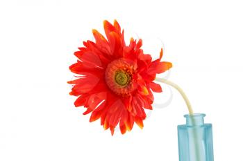 Red fabric daisy in blue vase isolated on white background, closeup picture.