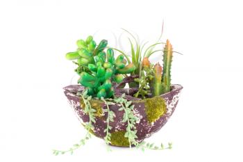 Artificial plants in pot isolated on white background.