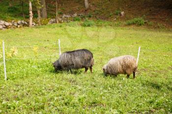 Two sheep in farm, grazing green grass.