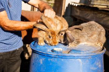 Male farmer holding brown rabbit by back.