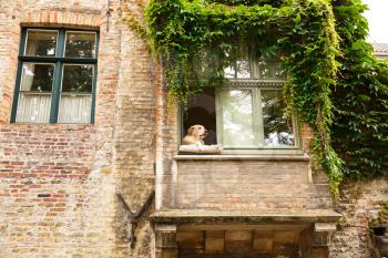 The dog relaxing on the pillow and looking out of the window in Bruges city, Belgium.