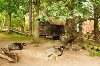 Traditional old farm at Skansen park, the first open-air museum and zoo, located on the island Djurgarden.