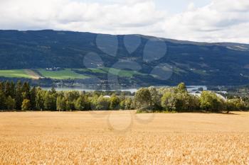 Landscape with wheat field, trees and village in Norway.