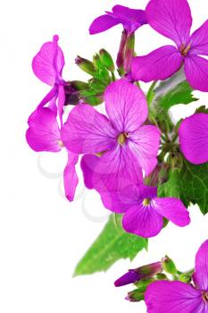 Beautiful violet flower.Closeup on white background. Isolated.