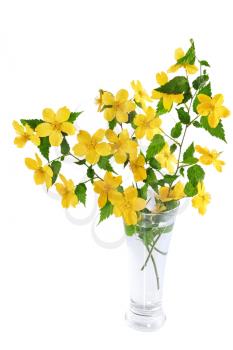 Marsh Marigold  Yellow wildflowers in vase on white background.
