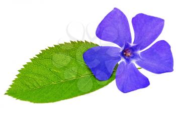 Violet flower on green leaf .Closeup on white background. Isolated .