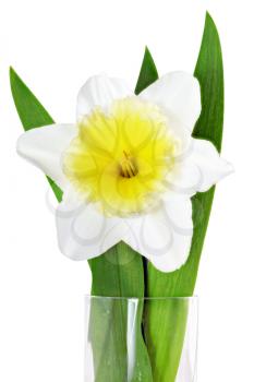 
Beautiful spring single flower: yellow-white narcissus (Daffodil). Isolated over white. 
