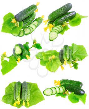 Collage (collection )of Cucumbers on white background with green leaf and yellow blossom cluster. Isolated over white.