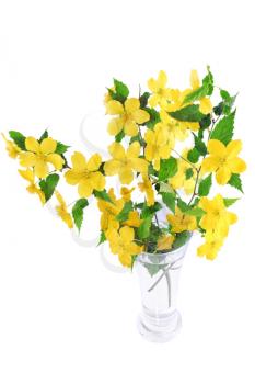 Bouquet Marsh Marigold  Yellow wildflowers in vase isolated on white background .