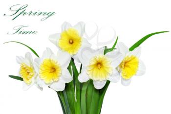Beautiful spring flowers: yellow-white narcissus (Daffodil). Isolated over white. 