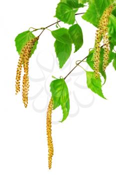 Birch catkins isolated on white background . 