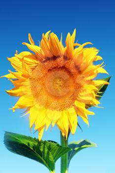 Single beautiful sunflower in  the summer field.