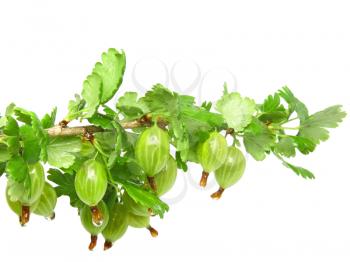 Ripe gooseberry on branch. Isolated over white
