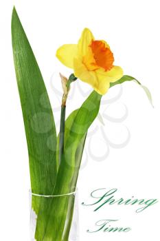 
Beautiful spring single flower in vase: orange narcissus (Daffodil). Isolated over white. 
