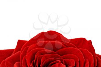 Beautiful half red  rose flower. Isolated 