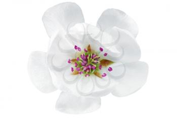 Single flower of magnolia.  Isolated on white background