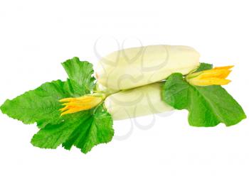 White vegetable  marrow with green foliage and yellow blossom on white background. Isolated over white