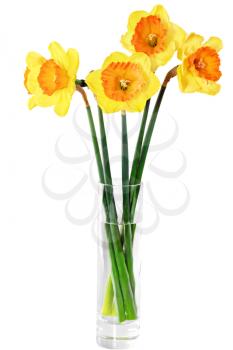 Beautiful spring flowers in vase: orange narcissus (Daffodil). Isolated over white. 