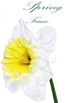 
Beautiful spring single flower: white  narcissus (Daffodil). Isolated over white. 
