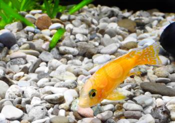 Aquarium Fish dwarf Cichlid-Aulonocara(Aulonocara sp. Orchidea Red)