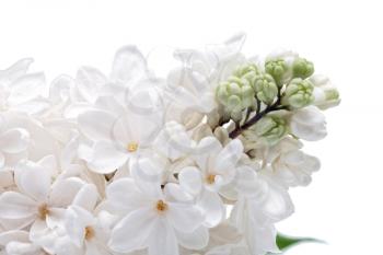 Beautiful  white  Lilac . Isolated over white.