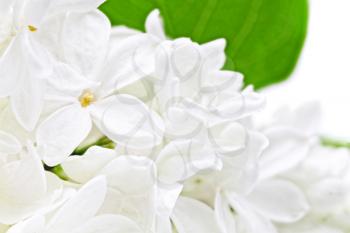Beautiful  white  Lilac . Isolated over white.