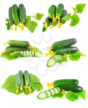 Collage (collection )of Cucumbers on white background with green leaf and yellow blossom cluster. Isolated over white.