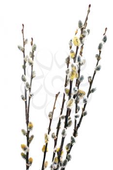 Branches of the pussy willow with flowering bud.Isolated