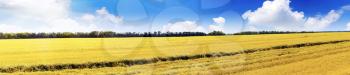 Field of rye and sunny day with cloudy sky. Panorama
